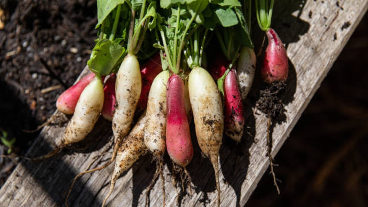 Radish Leaves Radish Leaves